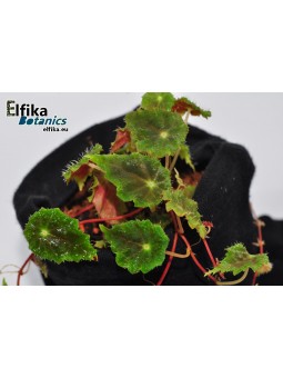 Begonia segregata (dodsonii)