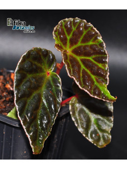 Begonia dracopelta x darthvaderiana