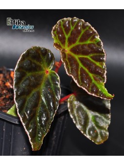Begonia dracopelta x darthvaderiana (gxEB22)