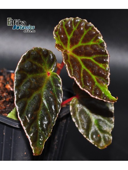 Begonia dracopelta x darthvaderiana