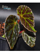 Begonia dracopelta x darthvaderiana