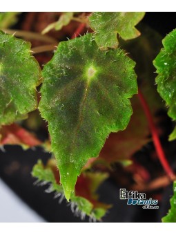 Begonia segregata (dodsonii)