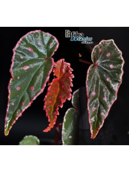 Begonia amphioxus x darthvaderiana