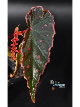 Begonia amphioxus x darthvaderiana
