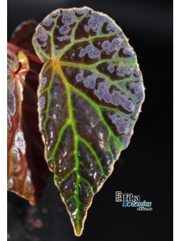 Begonia dracopelta x darthvaderiana (gxEB22)