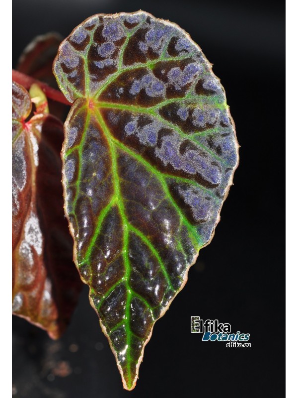 Begonia dracopelta x darthvaderiana