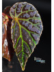 Begonia dracopelta x darthvaderiana