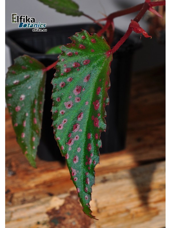 Begonia amphioxus x metallicolor