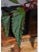 Begonia amphioxus x metallicolor