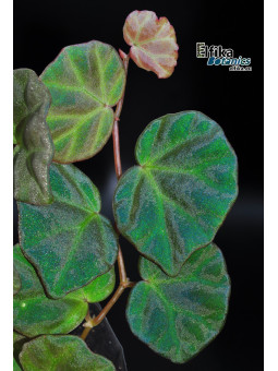Begonia sp. lichenora Blue Sarawak