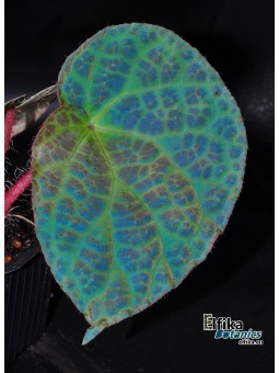 Begonia rockii (EBc1)