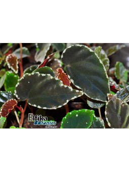 Begonia sp. cf. atricha Spotted x darthvaderiana  Black (gxEB22)