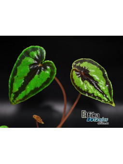 Begonia dinhdui