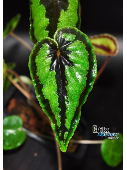 Begonia dinhdui