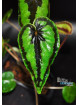 Begonia dinhdui