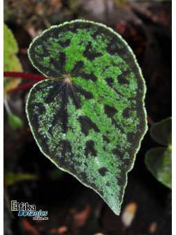 Begonia austrovietnamica