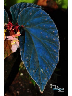 Begonia metallicolor x darthvaderiana