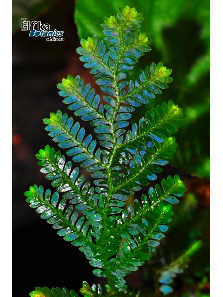 Selaginella sp. Kapuas Hulu