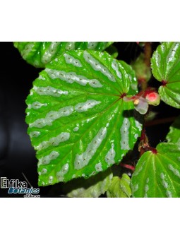 Begonia sp. Atong