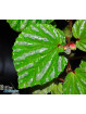 Begonia sp. Atong