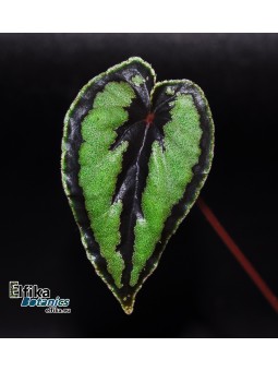 Begonia dinhdui