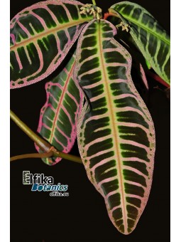 Emblemantha urnulata Extreme Pink