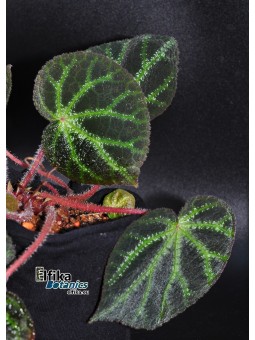 Begonia ningmingensis
