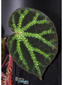 Begonia ningmingensis