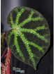 Begonia ningmingensis