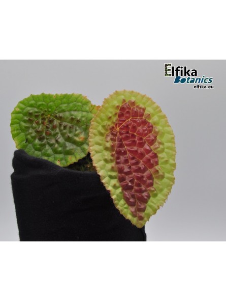 Begonia amphioxus