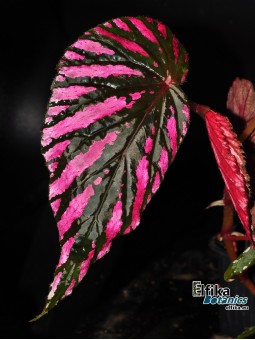 Begonia brevirimosa ssp. exotica