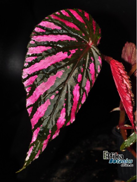 Begonia brevirimosa ssp. exotica