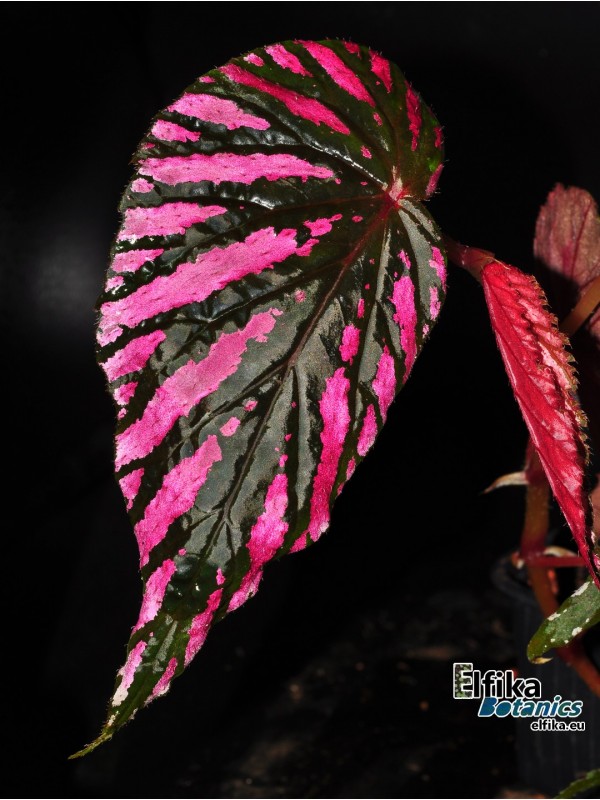 Begonia brevirimosa ssp. exotica