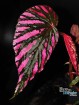 Begonia brevirimosa ssp. exotica