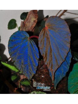 Begonia pavonina x metallicolor (gxEB21)
