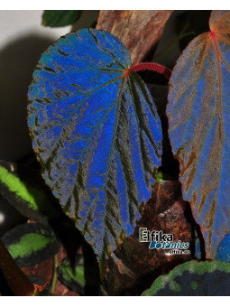 Begonia pavonina x metallicolor