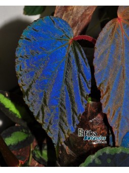 Begonia pavonina x metallicolor (gxEB21)