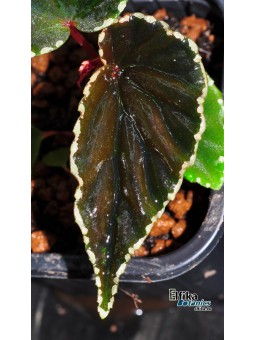 Begonia sp. cf. atricha Spotted x darthvaderiana  Black (gxEB22)