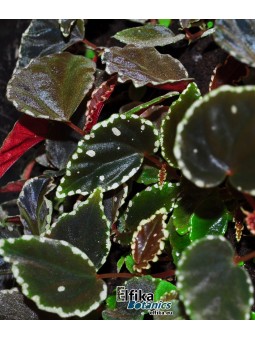 Begonia sp. cf. atricha Spotted x darthvaderiana  Spotted (gxEB22)