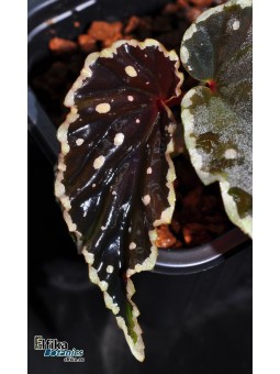 Begonia sp. cf. atricha Spotted x darthvaderiana  Spotted (gxEB22)