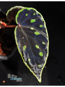 Begonia chlorosticta x darthvaderiana (gxEB22)