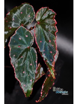 Begonia amphioxus x darthvaderiana (gxEB21)