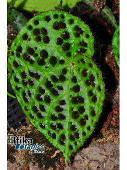 Begonia melanobullata