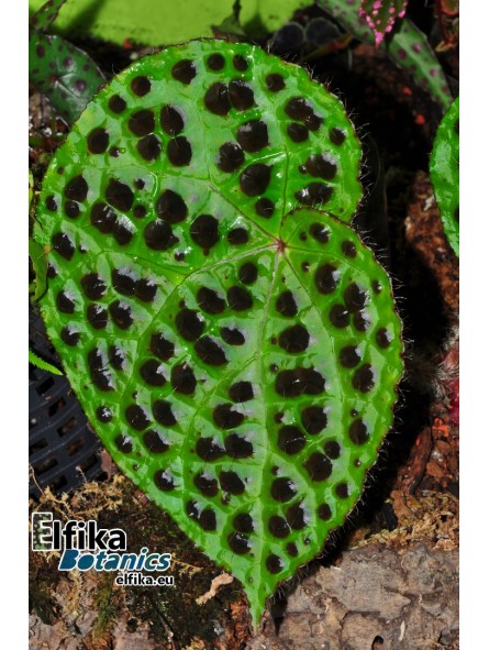Begonia melanobullata