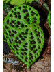 Begonia melanobullata