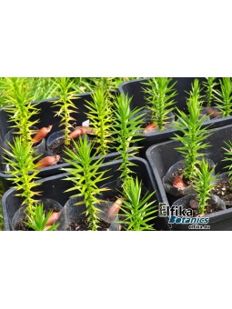 Araucaria angustifolia