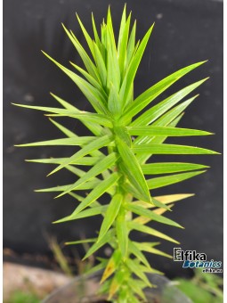 Araucaria angustifolia