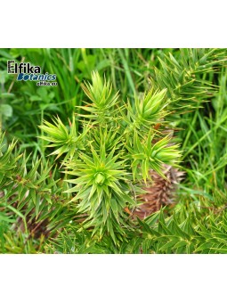 Araucaria angustifolia