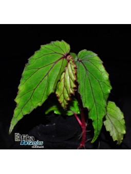 Begonia wrayi