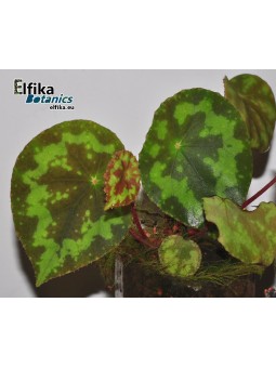 Begonia rigidifolia ssp. sonhungii